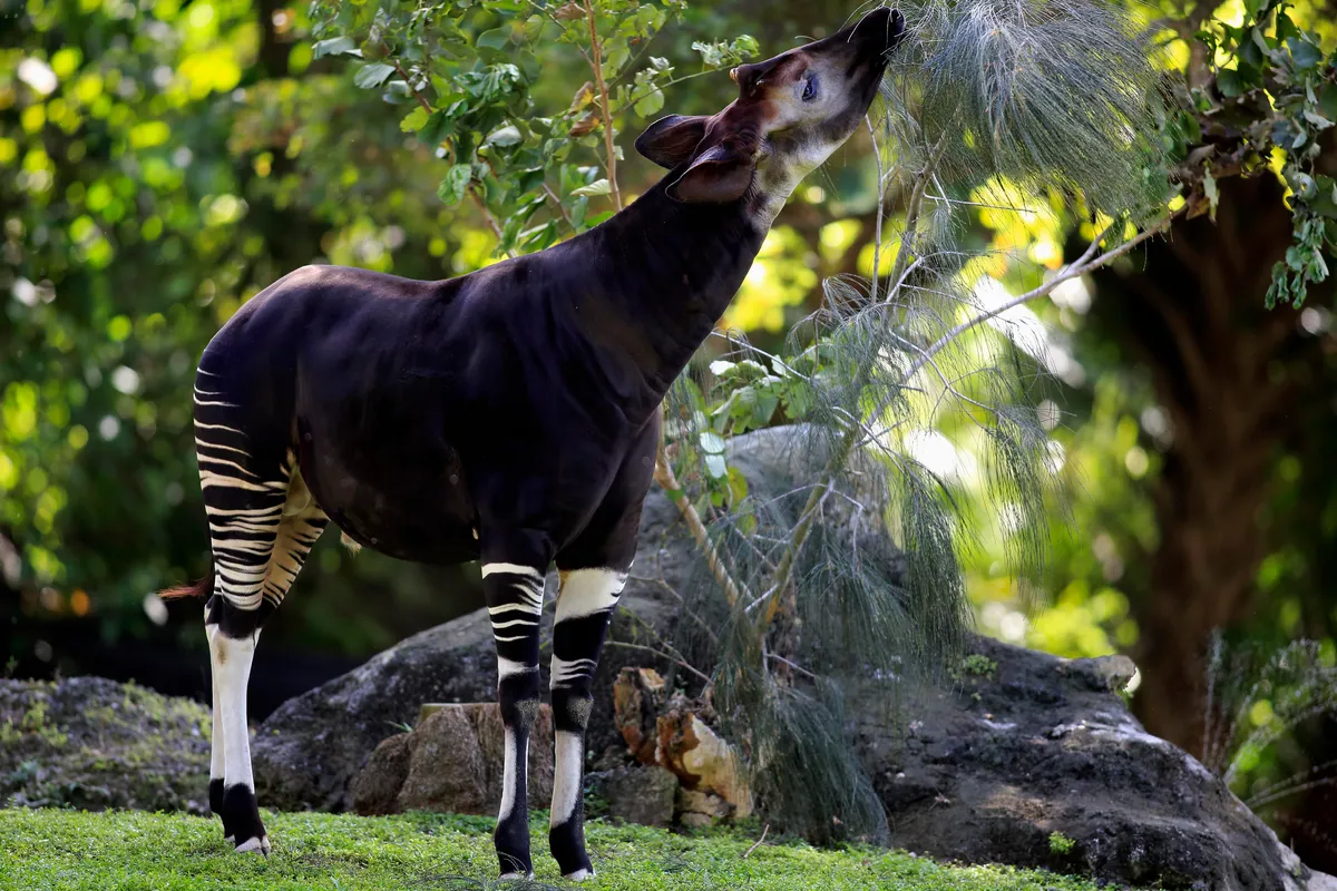 Okapi in the Wild